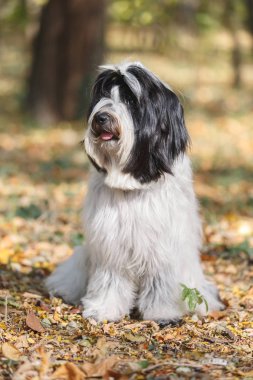 Tibet terrier köpek orman ve rahatlatıcı, seçici odak yolda oturup dışarı dil ile 