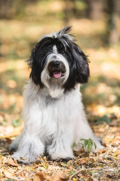 Prachtige Tibetaanse Terrier Hond Tsang Apso Zittend Het Bos Een — Stockfoto