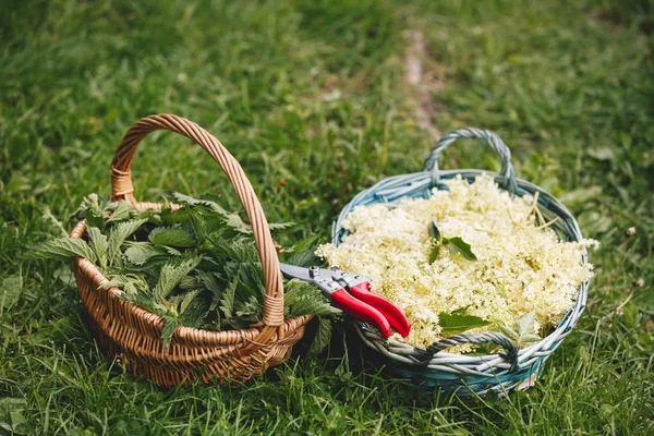 Sezóna Nettle Elderflower Sklípy Plné Štítků Elderů Selektivní Zaměření Nettiny — Stock fotografie