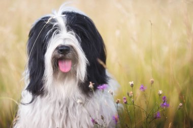 Doğada köpek. Yaban çiçekleri ile kırsal çim üzerinde oturan Tibetli Terrier köpek, yakın çekim