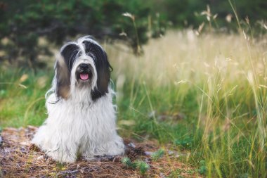 Tibetli Terrier köpek, ormandaki koniferöz ağaçlar arasında itaat, seçici odak ile yolda oturuyor