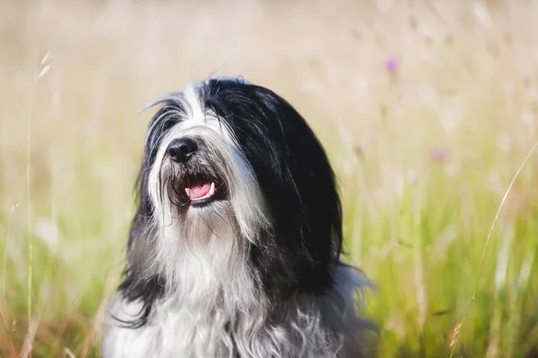 快乐的藏犬狗享受阳光和户外的肖像 选择性的焦点 — 图库照片