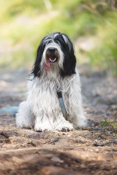 Cão Obediente Sentado Caminho Floresta Com Coleira Foco Seletivo — Fotografia de Stock