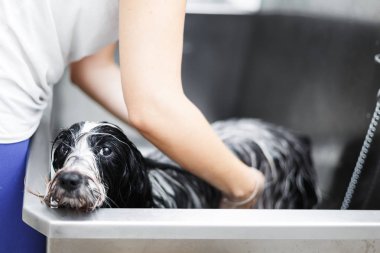 Bath Time.Tibet terrier köpek paslanmaz çelik küvet, seçici odak damat bir banyo alır