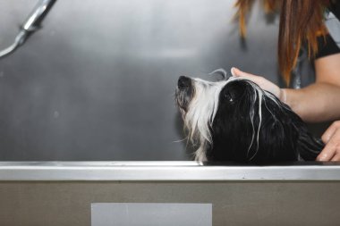 Köpek banyo yapıyor. Evcil damat paslanmaz çelik küvet, seçici odak, kopya alanı bir köpek için bir banyo veren