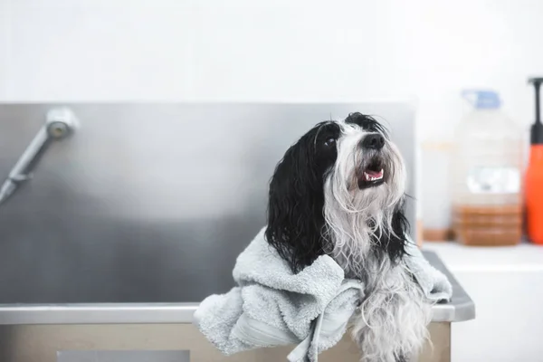 Beau Chien Terrier Tibétain Avec Serviette Douce Après Procédure Lavage — Photo