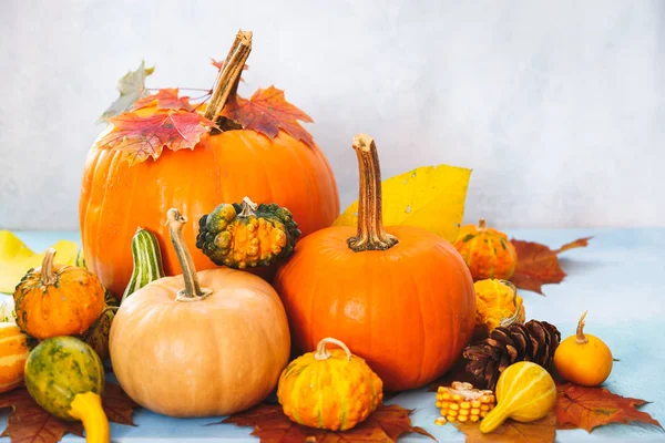 对南瓜和葫芦进行了分类 以进行秋季排布 静物画 可用于万圣节 秋季收获或感恩节的概念 有选择的焦点 — 图库照片
