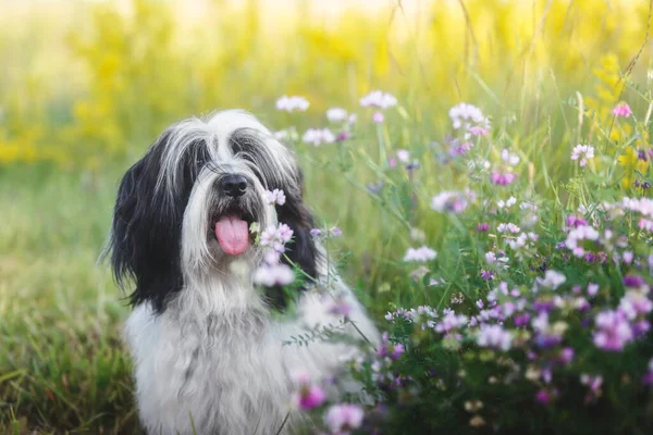 Belo Cão Terrier Tibetano Sentado Fora Entre Flores Silvestres Foco — Fotografia de Stock