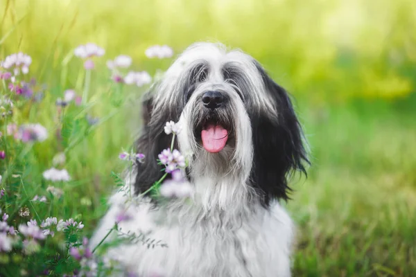 Tibet Teriyeri Bahçedeki Köpek Pembe Çiçeklerin Önünde Meraklı Bakışlı Ağzı — Stok fotoğraf