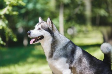 Güzel bir Alaska malamute köpeğinin portresi bir ormanın ortasında duruyor ve sahibine doğru bakıyor, seçici bir şekilde.