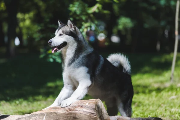 Αλάσκα Malamute Σκυλί Παίζει Στη Μέση Του Δάσους Επιλεκτική Εστίαση — Φωτογραφία Αρχείου