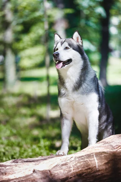 Adult Alaskan Malamute Standing Wood Pile Forest Selective Focus — Stock Photo, Image