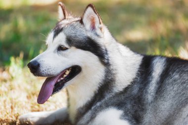 Alaska malamute köpeğinin yüzünü kapayarak çimenlerin üzerine uzanmış, sıcak havada serinlemeye çalışıyor, seçici bir odak noktası.