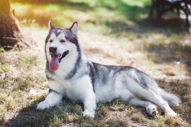 Beautiful Alaskan malamute  dog lying down on grass,trying to cool down in hot weather. He is sticking his tongue out. Selective focus, blank space clipart