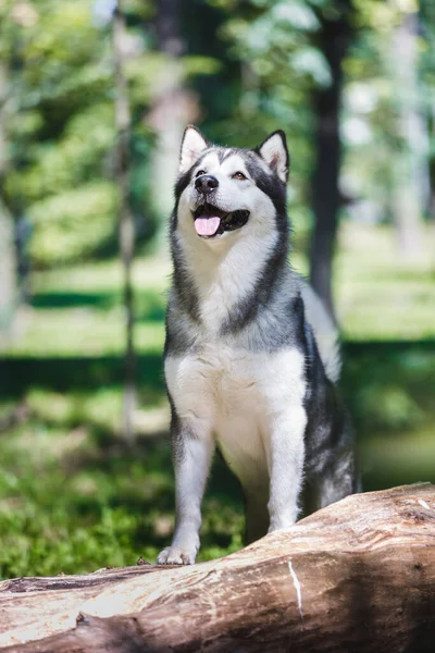 Hermoso Perro Malamute Alaska Sonriente Durante Paseo Por Bosque Enfoque —  Fotos de Stock