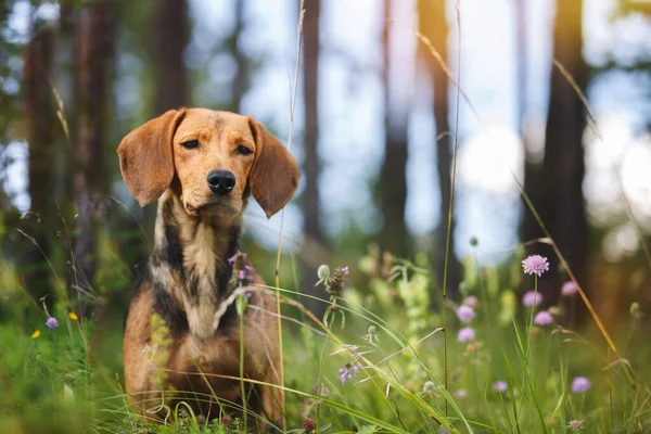 Cão Raça Mista Bonita Com Olhar Curioso Sentado Entre Grama — Fotografia de Stock