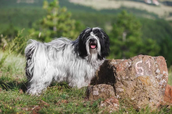 Cão Terrier Tibetano Penhasco Montanha Com Belas Árvores Perenes Atrás — Fotografia de Stock