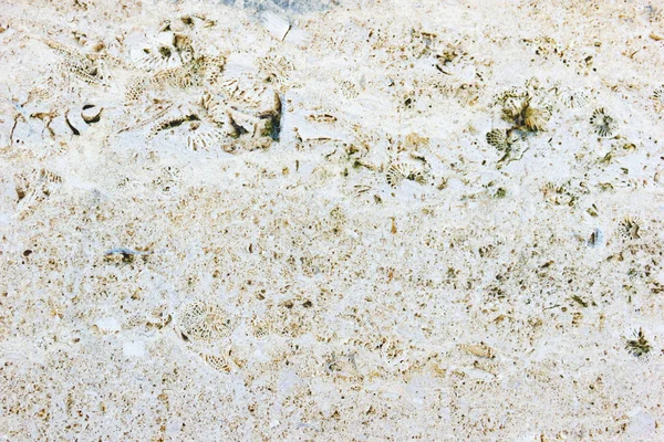 Текстурный Кокиновый Камень Крупный План — стоковое фото