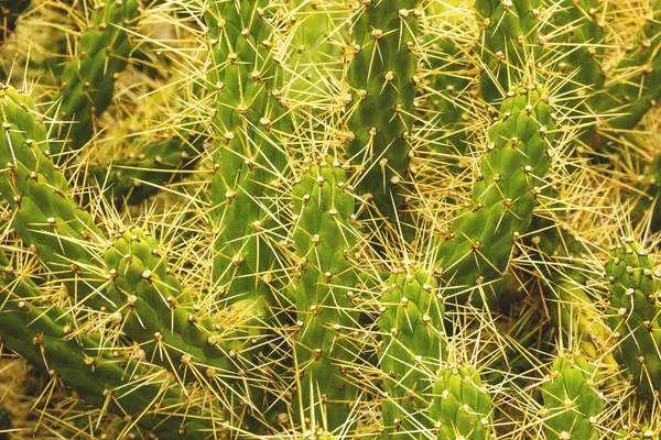 Prickly Green Cactus Close — Stock Photo, Image