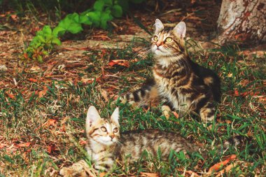 Kedi gölgede çim üzerinde yatıyor