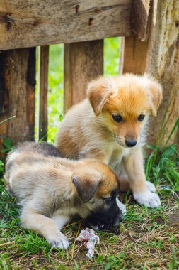 İki terk edilmiş köpek yavrusu çimlerin üzerinde oturuyor. Köpek barınağında köpek yavruları bekliyor. Seçici odak