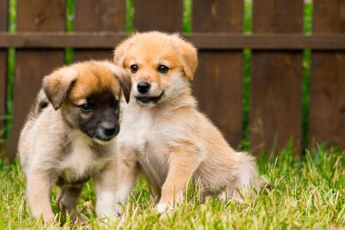 İki terk edilmiş köpek yavrusu çimlerin üzerinde yatıyor. Köpek barınağında köpek yavruları bekliyor. Seçici odak