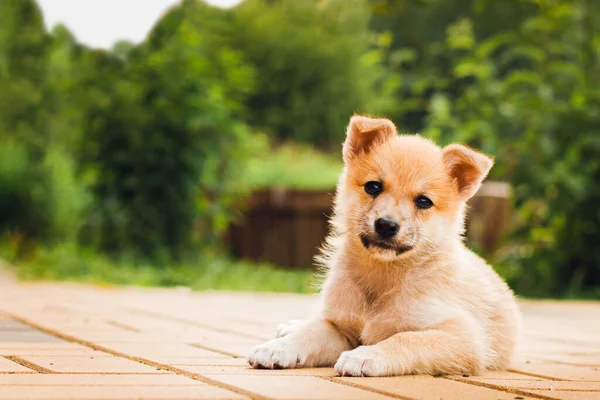 Stray dog puppy lies on the pavement with a sad look. Sad puppy. Selective focus — Stock Photo, Image