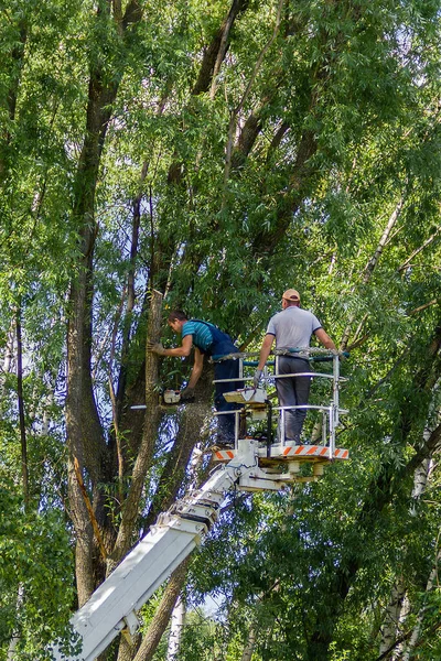 Rusko, Nižný Novgorod Červenec 2020: Dva dělníci kácejí větve stromů stojící na zdvihací plošině. Profesionální dřevorubci řežou kmeny na vrcholku velkého stromu motorovou pilou. — Stock fotografie