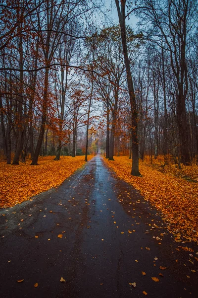 Paseo Por Bosque Otoñal Noviembre Bajo Lluvia — Foto de Stock