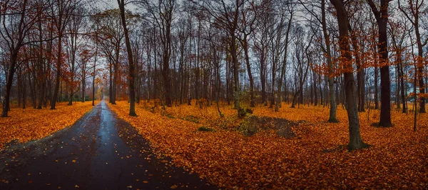 Autumn Forest Walk November Rain Panorama — Stock Photo, Image