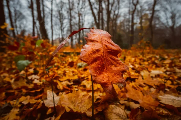 Осенний Лист Ноябре Дождем — стоковое фото