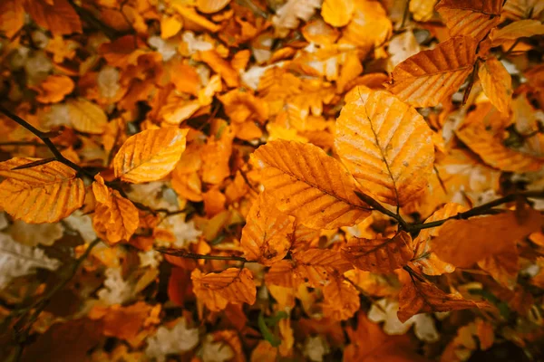 Orange Autumn Leaf Tree — стоковое фото