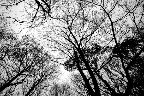 worm\'s-eye view of bare trees in black and white