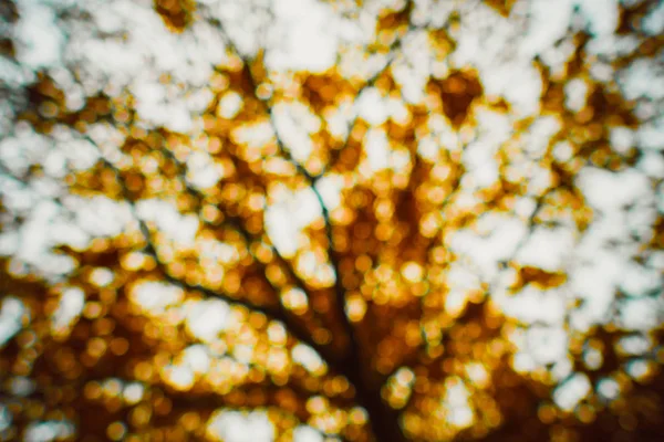 blurry background of a tree in fall