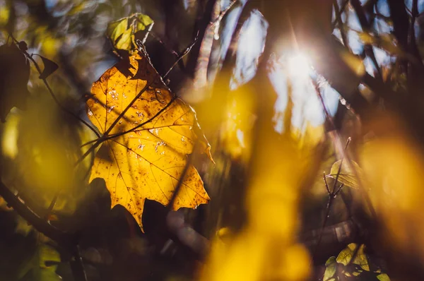 Красивый оранжевый осенний лист — стоковое фото