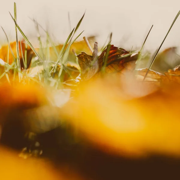 Осенние листья между травой — стоковое фото