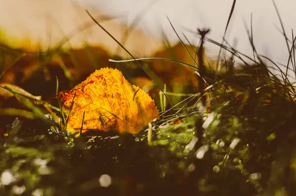Осенние листья между травой — стоковое фото