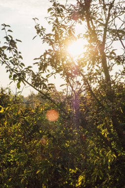 yeşil ağaçların arasından arka ışık