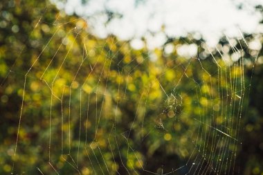 Örümceğin ağını kapat