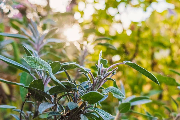 Primo piano di salvia erba verde fresca — Foto Stock