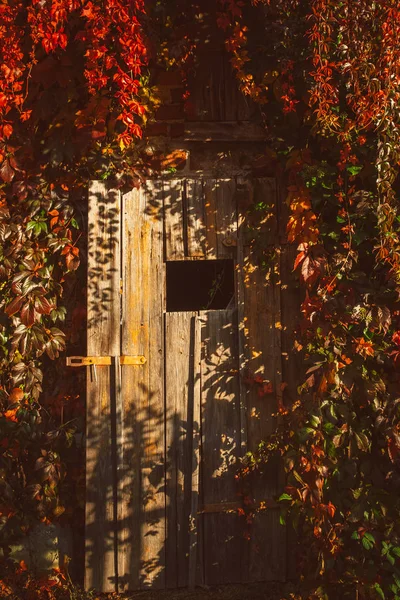 Старая деревянная дверь на лачуге — стоковое фото