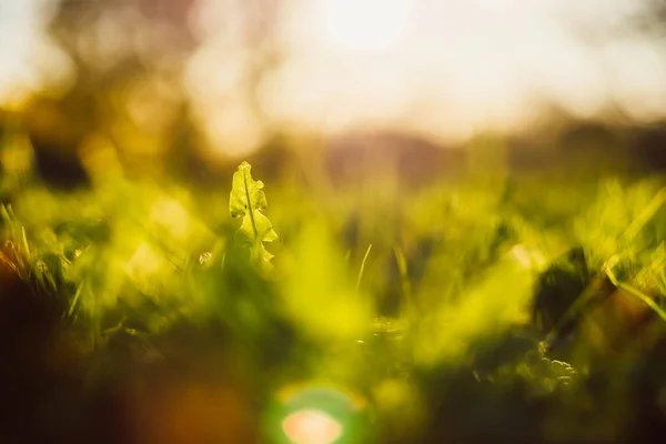 Close-up of green fresh Dandelion — Stock Photo, Image
