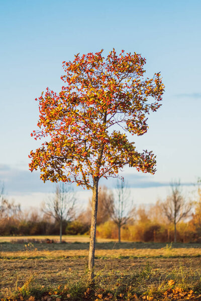 tree in sunlight in the evening
