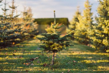 Sıcak güneş ışığında köknar Ağacı kozalaklı