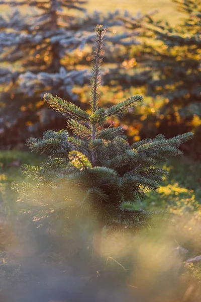 Árbol de abeto coníferas a la luz del sol caliente — Foto de Stock