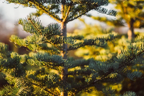 Árbol de abeto coníferas a la luz del sol caliente — Foto de Stock