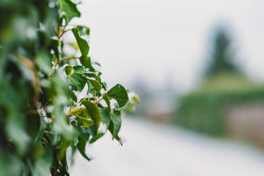 Çitin yeşil yaprakları yakın plan