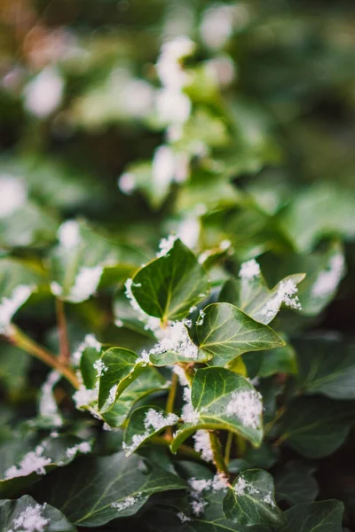 Zielone liście żywopłotu zbliżenie — Zdjęcie stockowe