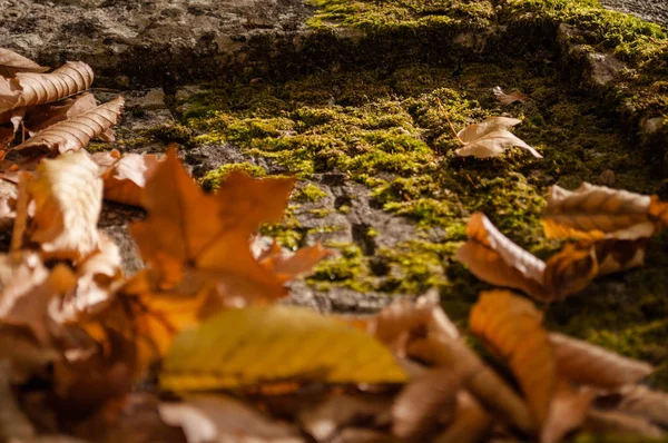 Old Gravestone Covered Autumn Leaves — Stock Photo, Image