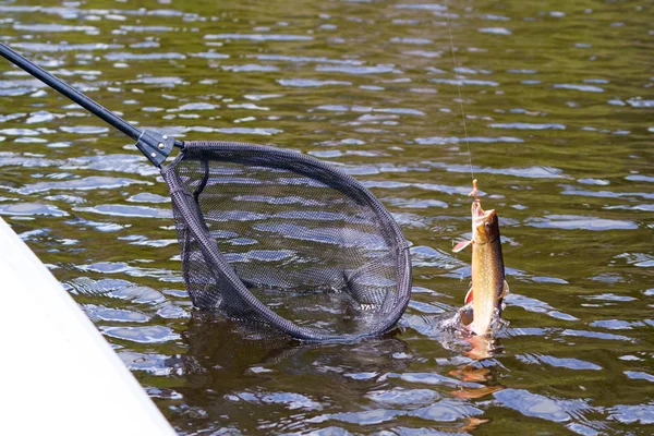 Uma Truta Vai Ser Retirada Água Colocada Rede Lago Com — Fotografia de Stock